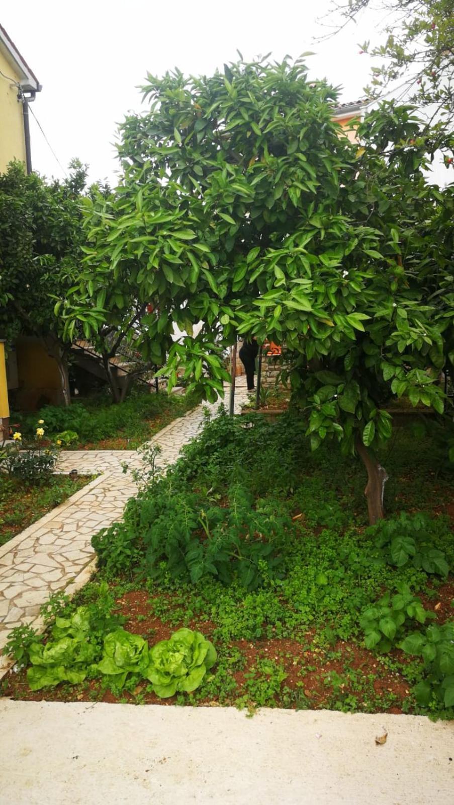 Apartment Dalmatini Tar-Vabriga 外观 照片